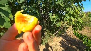 ПЕРЕЕЗД НА ЮГ. ИНЖИР. СОЗРЕЛ УРОЖАЙ ИНЖИРА НА ТАМАНИ. УРОЖАЙ ИНЖИРА НА ЮГЕ СОБИРАЮТ ДВА РАЗА В ГОД.