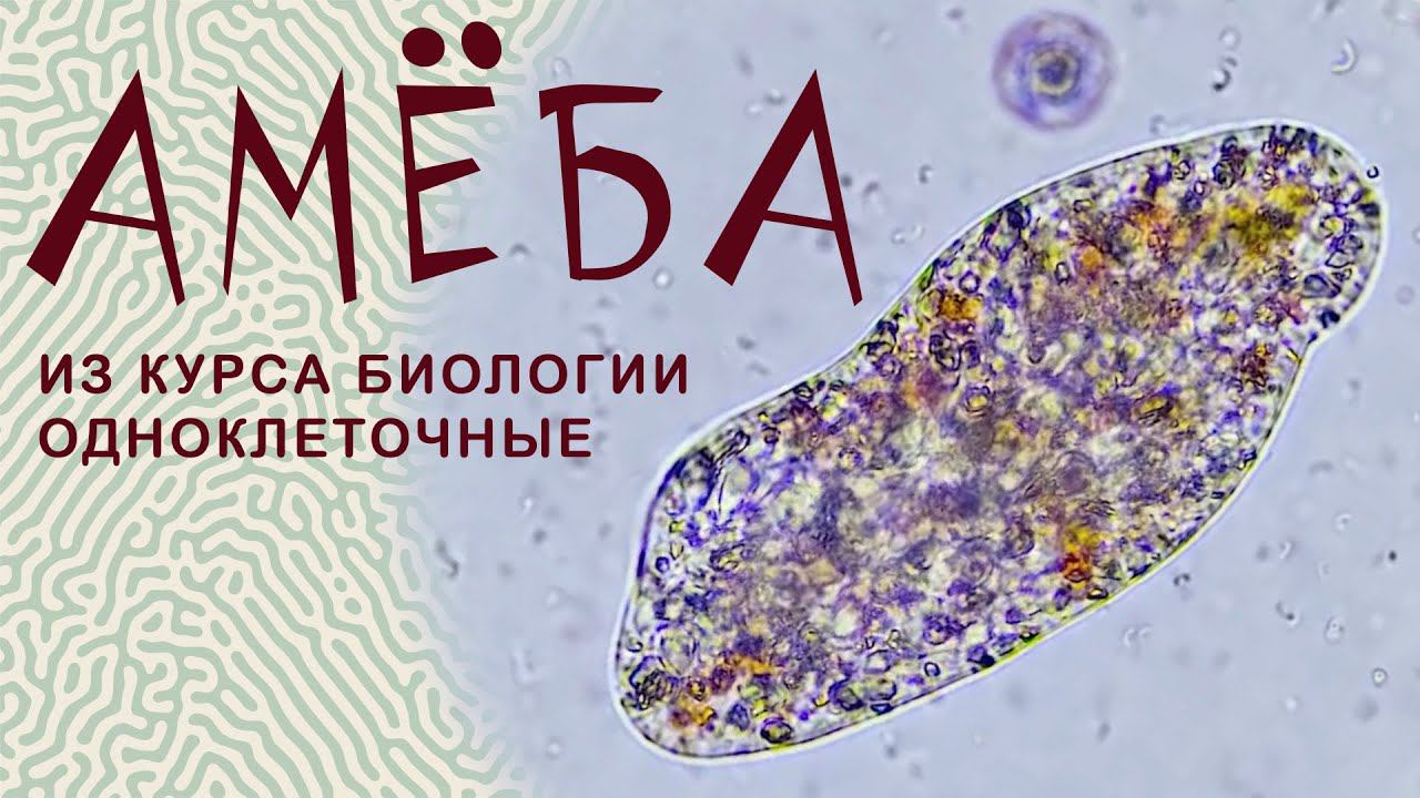 Биология. Амеба обыкновенная (амеба протей). Amoeba.