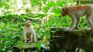 Poor New Abandoned Baby Monkey Candy Scare of Monkeys in Sovana Group Steal Her Favorite Towel