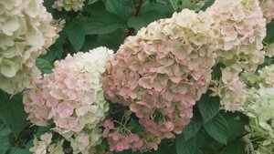 2018 Высокорослая метельчатая гортензия "Mega Mindy"