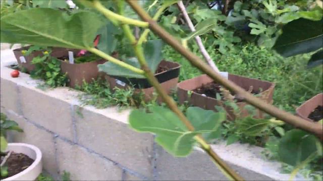 Figs. Инжир. Выращивание в контейнере на балконе? Обзор сортов  VdS, Long de Peronne, MBVS, Florind