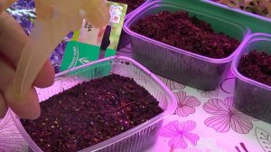 Посев цветов, флокс однолетний, март 2020 г.