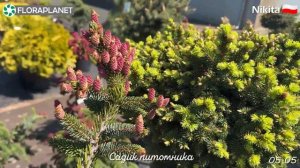 Прогулка по садику крупного польского питомника?Сад хвойных