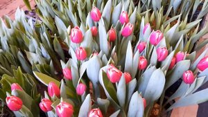 Выгонка тюльпанов. Начало срезки. Сорт Кунг фу ???