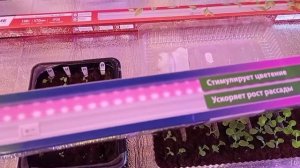 Подсветка для растений. Сравнение на примере петунии.