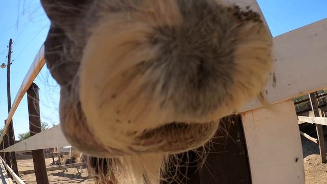 Daddys Eva Zoopark Play With Animals Horses Pigs Sheeps A Gots Cats Dogs Hens Cow Bull Straus