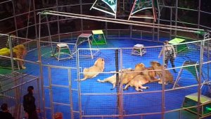 Выступление дрессировщиков со львами на арене цирка, Африка