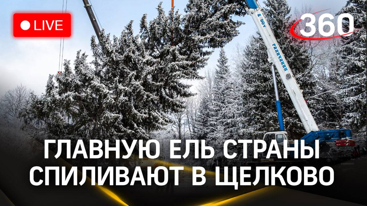 Главную новогоднюю ель России спиливают в Щелково | Прямая трансляция