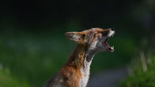 Как кричит лиса. Красноярск смотреть онлайн