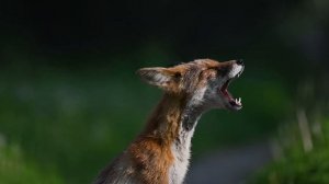 Как кричит лиса. Красноярск