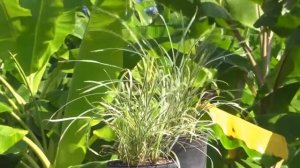 *Plant Liriope,* +Liriope muscari 'Variegata'+Ground Cover+Correctly+