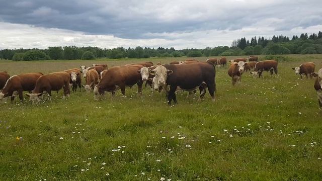 770 кг Бык Герефорд, гоняем КРС по полю на квадрацикле. 770 kg Hereford bull, driving cattle смотреть онлайн
