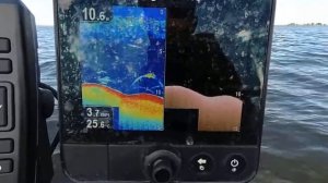 Сом на эхолоте  Raymarine