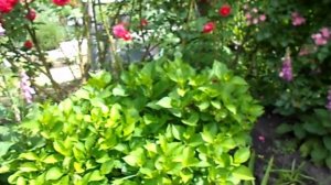 НА ДАЧЕ )ПЛЕТИСТЫЕ РОЗЫ ) КУДА МОЖНО ПОСАДИТЬ НАПЕРСТЯНКУ )