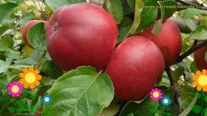 Яблоня плодовая Веньяминовское. Краткий обзор, описание характеристик malus domestica Veniaminovsko