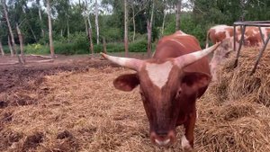 Показываю бычков