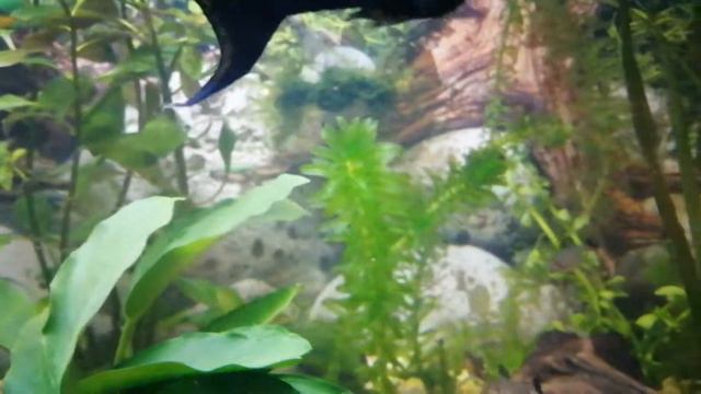 Пицилия, Малинезия, Гуппи, Меченосец, Коридорас, Неоны, Фантомы, Геренохейрус, Анциструс, Ампулярия смотреть онлайн