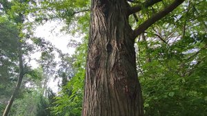 Метасеквойя глиптостробовидная