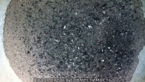 Можно ли сажать кабачки рядом с тыквой