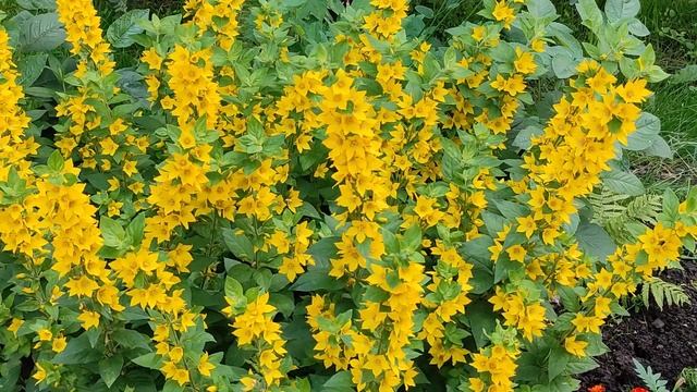 #Вербейник обыкновенный ? прекрасное #цветение ?/ #Common Loosestrife ? Beautiful #flowering ?
