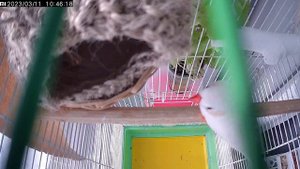 Обустройство гнезда амадины