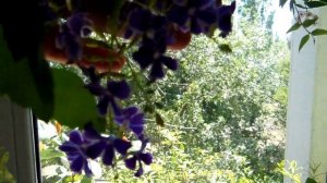 # Красивоцветущие комнатные растения, цветущие долго и ярко Свинчатка,русселия, хойя,гардения