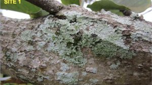 Lichens as Bioindicators of Air Quality (IB ESS)