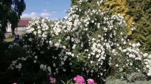 Белый шиповник цветение