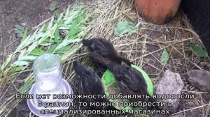 Чем кормить диких утят в домашних условиях