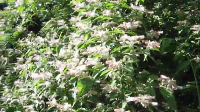 Кукушка и кольквиция смотреть онлайн