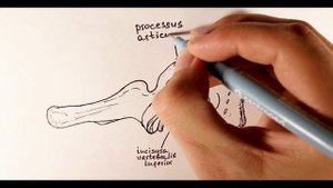 СЕДЬМОЙ ШЕЙНЫЙ ПОЗВОНОК | PROMINENS | ОСНОВЫ АНАТОМИИ ДЛЯ СТУДЕНТОВ-МЕДИКОВ