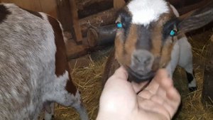 А много Камерунская коза дает молока?Да мы молока не видали пока...🤣