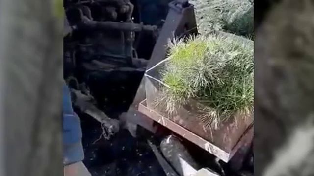 Посадка сосны крымской в Предгорном районе
