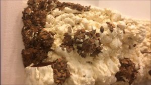 Фитостена своими руками  (часть палюдариума)