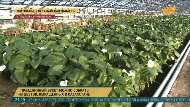 Праздничный букет к 8 марта можно собрать из цветов, выращенных в Казахстане смотреть онлайн