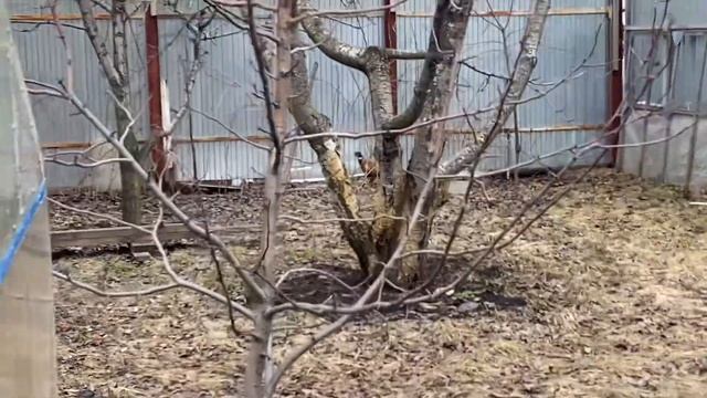 В ДЕНЬ СЧАСТЬЯ прилетела к нам в сад ПТИЦА СЧАСТЬЯ( ну немножко фазан)))