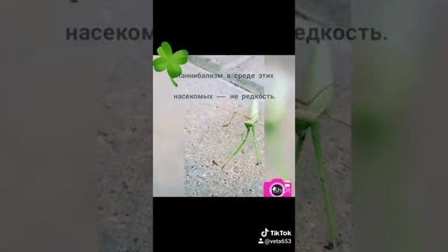 Интересные факты про богомолов