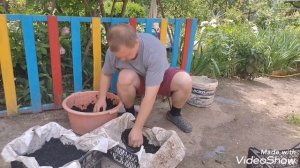 Клубника. Пересаживаем клубнику в ящики.