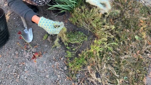 ФЛОКС ШИЛОВИДНЫЙ - весенний уход и размножение смотреть онлайн