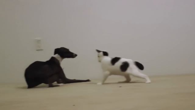 КРУТЫЕ СОБАКИ, попавшие в книгу рекордов ГИННЕСА #3. Кузница Фактов. смотреть онлайн