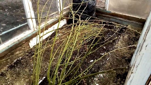 ДАЧА - 16.04.16г. смотреть онлайн