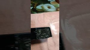 Ливистона китайская Нефрит. посадка из семян .