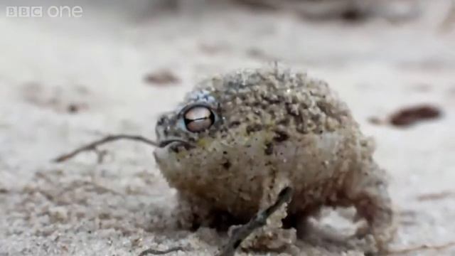 Легушка как она кричит смотреть онлайн