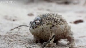 Легушка как она кричит