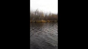 Куча Щуки на кружки! Берет на все! Озеро Поныхарь! Рыбалка!