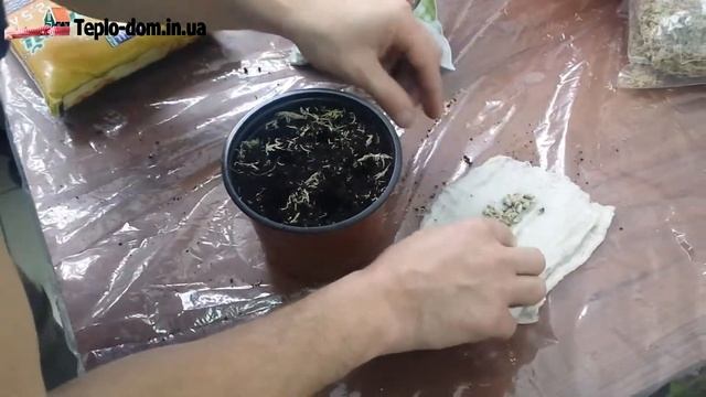 Лимонное дерево ( Как посадить и вырастить)