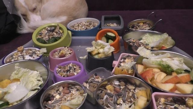 НЕДЕЛЬНОЕ КОРМЛЕНИЕ КРЫС. ЧТО ЕДЯТ НАШИ КРЫСЫ? смотреть онлайн