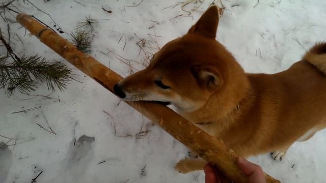 Шиба-Ину Стив. Стив и черенок лопаты. instagram @shiba_stiv смотреть онлайн