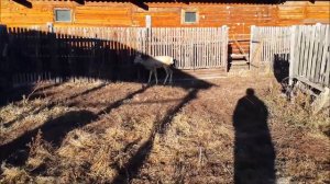 Касуля в огороде!!!