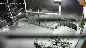 Серый разбойник был наказан.